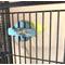Show in main carousel: Polly's Pet Products Pastel Bird Perch, Green, X-Large Long slide 7 of 11