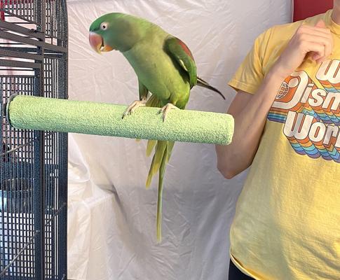 Show full view: Polly's Pet Products Pastel Bird Perch, Green, X-Large Long slide 8 of 11