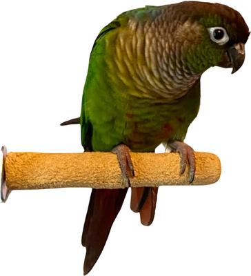 Show full view: Polly's Pet Products Pastel Bird Perch, Orange, Baby Medium slide 1 of 11