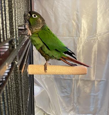 Show full view: Polly's Pet Products Pastel Bird Perch, Orange, Baby Medium slide 7 of 11