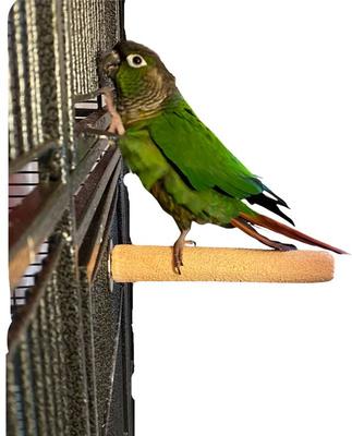 Show full view: Polly's Pet Products Pastel Bird Perch, Orange, Baby Medium slide 3 of 11