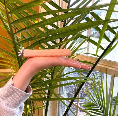 Show full view: Polly's Pet Products Pastel Bird Perch, Orange, Baby Medium slide 4 of 11