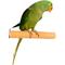 Show in main carousel: Polly's Pet Products Pastel Bird Perch, Orange, Medium slide 1 of 11