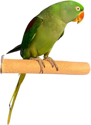 Show full view: Polly's Pet Products Pastel Bird Perch, Orange, Medium slide 1 of 11