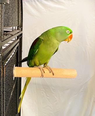 Show full view: Polly's Pet Products Pastel Bird Perch, Orange, Medium slide 9 of 11