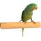 Show in main carousel: Polly's Pet Products Pastel Bird Perch, Orange, X-Large Long slide 1 of 11