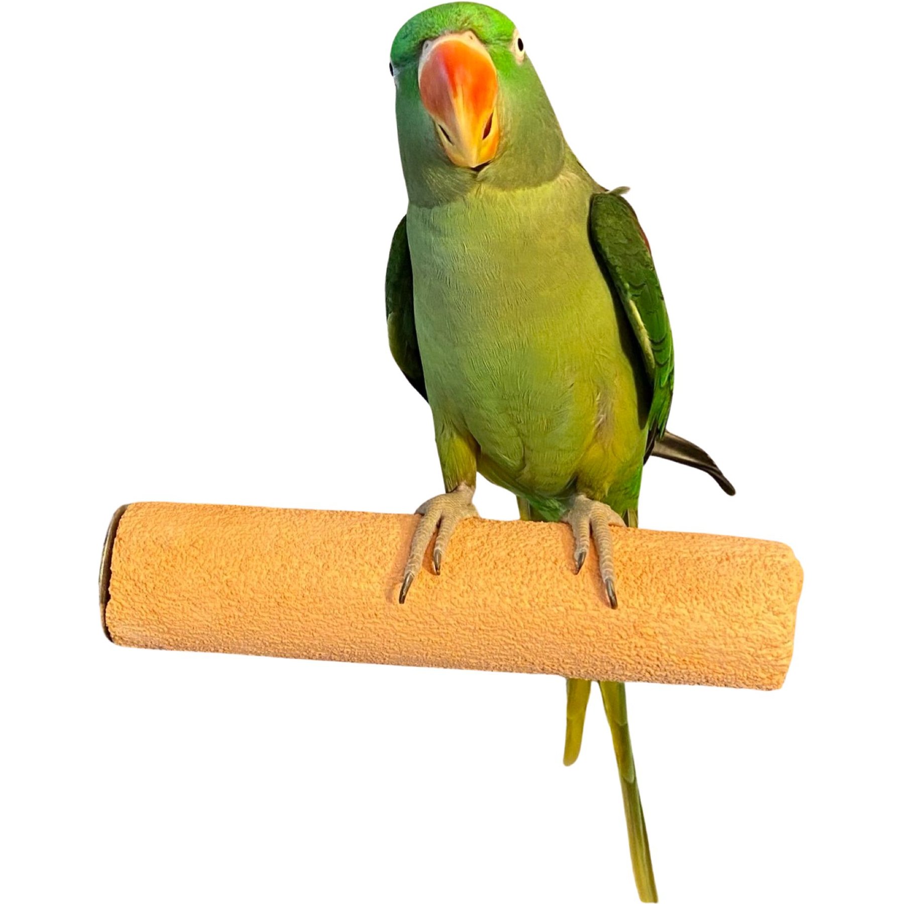 Polly's Pet Products Pastel Bird Perch, Orange, X-Large