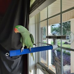 Polly's Pet Products Sandy Window & Shower Bird Perch, Large slide 2 of 8