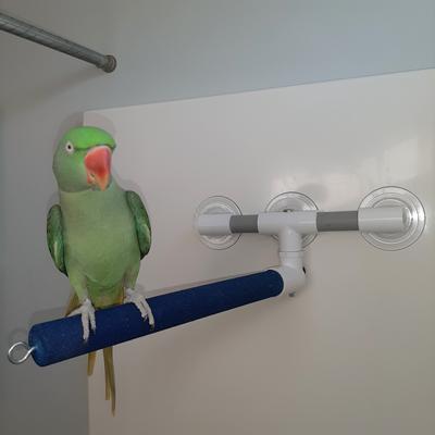 Show full view: Polly's Pet Products Sandy Window & Shower Bird Perch, Large slide 5 of 9