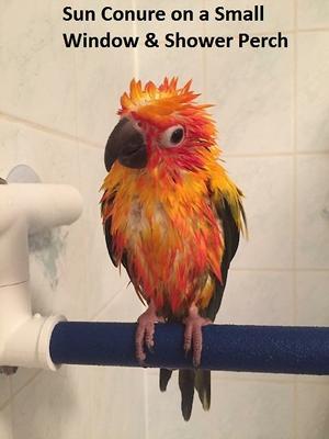 Show full view: Polly's Pet Products Sandy Window & Shower Bird Perch, Large slide 8 of 9