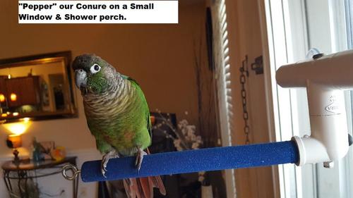 Show full view: Polly's Pet Products Sandy Window & Shower Bird Perch, Small slide 2 of 9