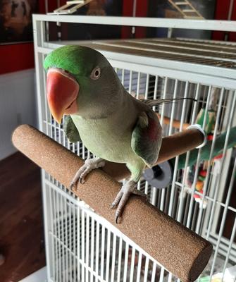 Show full view: Polly's Pet Products T Perch Bird Perch, Large slide 4 of 6