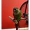 Show in main carousel: Polly's Pet Products T Perch Bird Perch, Small slide 4 of 6