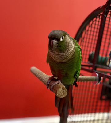 Show full view: Polly's Pet Products T Perch Bird Perch, Small slide 4 of 6