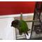 Show in main carousel: Polly's Pet Products T Perch Bird Perch, Small slide 5 of 6