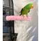 Show in main carousel: Polly's Pet Products Watermelon Flavor Tooty Fruity Bee Pollen Bird Perch, Pink, Large slide 2 of 9
