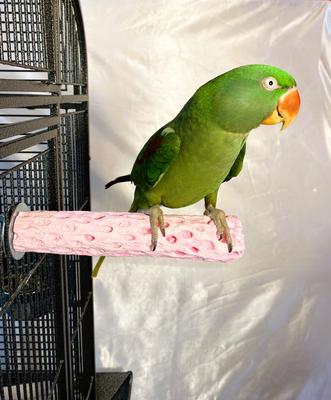 Show full view: Polly's Pet Products Watermelon Flavor Tooty Fruity Bee Pollen Bird Perch, Pink, Medium slide 2 of 8