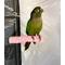 Show in main carousel: Polly's Pet Products Watermelon Flavor Tooty Fruity Bee Pollen Bird Perch, Pink, Small slide 2 of 9