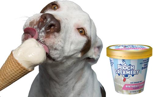 Show full view: Pooch Creamery Birthday Cake Flavor Ice Cream Mix Dog Treat, 5.25-oz cup slide 7 of 9