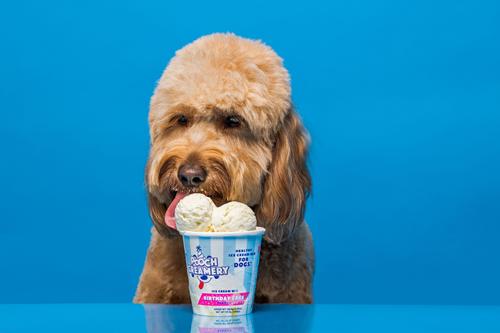 Show full view: Pooch Creamery Birthday Cake Flavor Ice Cream Mix Dog Treat, 5.25-oz cup slide 3 of 9