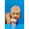 Show in main carousel: Pooch Creamery Maple Bacon Flavor Ice Cream Mix Dog Treat, 5.25-oz carton slide 3 of 6