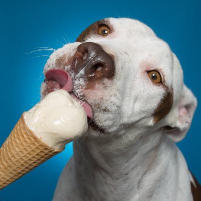 Show full view: Pooch Creamery Vanilla Flavor Ice Cream Mix Dog Treat, 5.25-oz cup slide 6 of 9