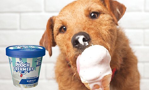 POOCH CREAMERY Vanilla Flavor Ice Cream Mix Dog Treat, 5.25-oz cup ...