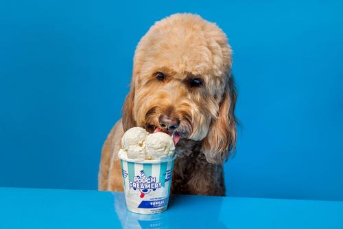 Show full view: Pooch Creamery Vanilla Flavor Ice Cream Mix Dog Treat, 5.25-oz cup slide 3 of 9