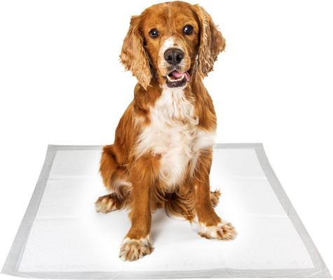 Show full view: Pounce + Fetch Extra Large Ultra Absorbing Dog Training Pads, 50 count slide 5 of 7