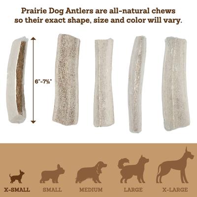 Show full view: Prairie Dog Split Chicken Flavor Antler Dog Chew, 4.5 - 6 inch slide 5 of 10