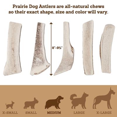 Show full view: Prairie Dog Split Chicken Flavor Antler Dog Chew, 7 - 8 inch slide 6 of 12