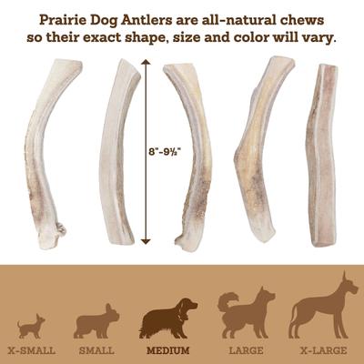 Show full view: Prairie Dog Split Deer Antler Dog Chew, 6 - 7.5 inch slide 6 of 12