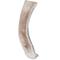 Show in main carousel: Prairie Dog Split Deer Antler Dog Chew, 7.5 - 8.5 inch slide 3 of 11