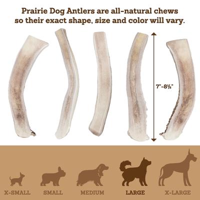 Show full view: Prairie Dog Split Deer Antler Dog Chew, 7.5 - 8.5 inch slide 6 of 11