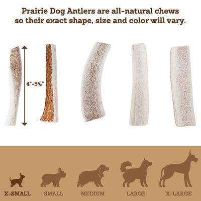 Show full view: Prairie Dog Split Elk Antler Dog Chews, 4 - 5.5 in slide 6 of 11
