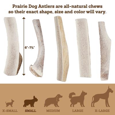 Show full view: Prairie Dog Split Elk Antler Dog Chews, 6 - 7.5 inch slide 6 of 11