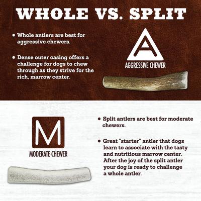 Show full view: Prairie Dog Split Elk Antler Dog Chews, 6 - 7.5 inch slide 9 of 11