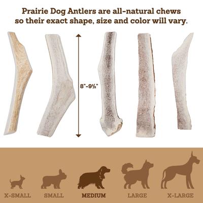 Show full view: Prairie Dog Split Elk Antler Dog Chews, 8 - 9.5 inch slide 6 of 12