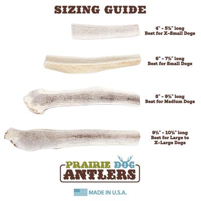 Show full view: Prairie Dog Split Elk Antler Dog Chews, 8 - 9.5 inch slide 7 of 12