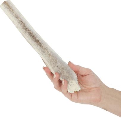 Show full view: Prairie Dog Split Elk Antler Dog Chews, 9.5 - 10.5 inch slide 4 of 11