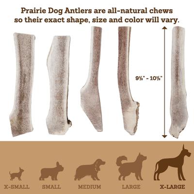 Show full view: Prairie Dog Split Elk Antler Dog Chews, 9.5 - 10.5 inch slide 6 of 11