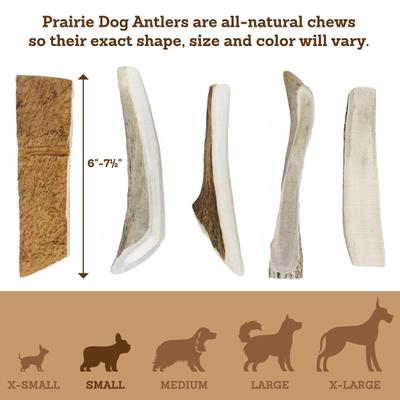 Show full view: Prairie Dog Split Moose Antler Dog Chews, 6 - 7.5 inch slide 6 of 11