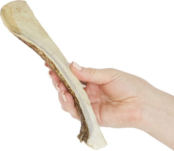 Prairie Dog Split Moose Antler Dog Chews, 8 - 9.5 inch