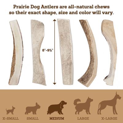 Show full view: Prairie Dog Split Moose Antler Dog Chews, 8 - 9.5 inch slide 6 of 11