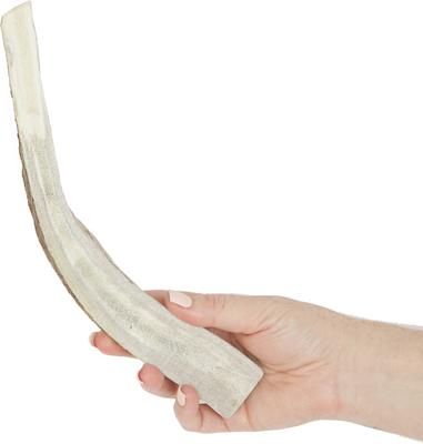 Show full view: Prairie Dog Split Moose Antler Dog Chews, 9.5 - 10.5 inch slide 4 of 12