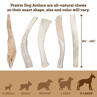 Show full view: Prairie Dog Split Moose Antler Dog Chews, 9.5 - 10.5 inch slide 6 of 12