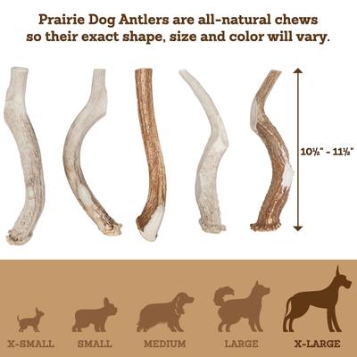 Show full view: Prairie Dog Whole Deer Antler Dog Chews, 10.5 - 11.5 in slide 6 of 12