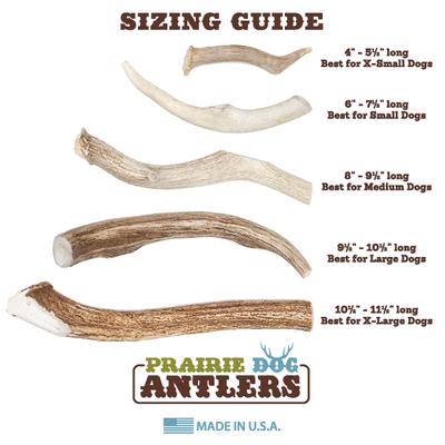 Show full view: Prairie Dog Whole Deer Antler Dog Chews, 10.5 - 11.5 in slide 7 of 12