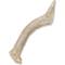 Show in main carousel: Prairie Dog Whole Deer Antler Dog Chews, 4 - 5.5 in slide 3 of 12