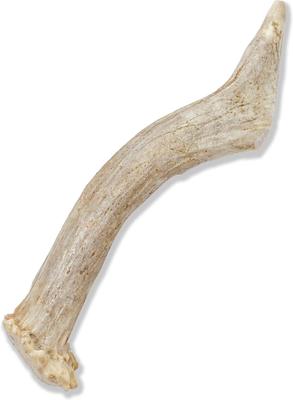 Show full view: Prairie Dog Whole Deer Antler Dog Chews, 4 - 5.5 in slide 3 of 12